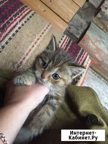 Котёнок Химки - изображение 1
