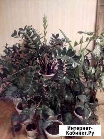 Цветы для дома и офиса Белгород