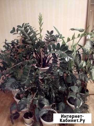 Цветы для дома и офиса Белгород - изображение 1