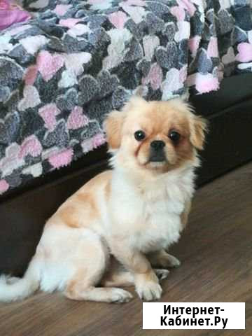 Пекинес ищет подружку Чита - изображение 1