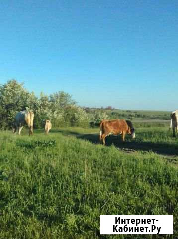 Домашнее молоко, творог, сметана, масло Октябрьский - изображение 1