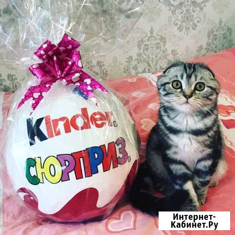 Киндер сюрприз Казань - изображение 1