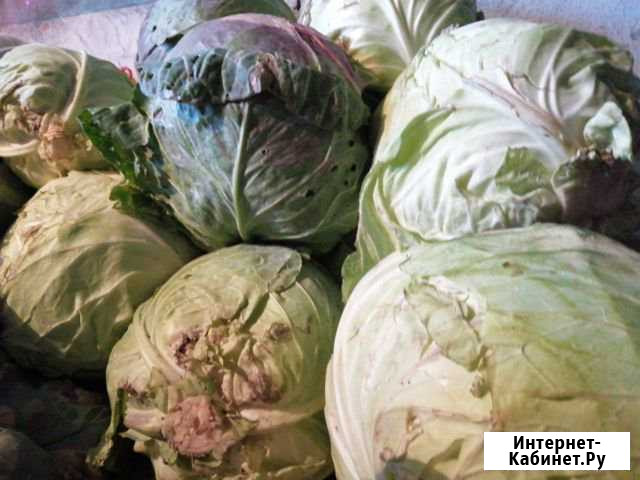 Капуста и марковка Зея - изображение 1