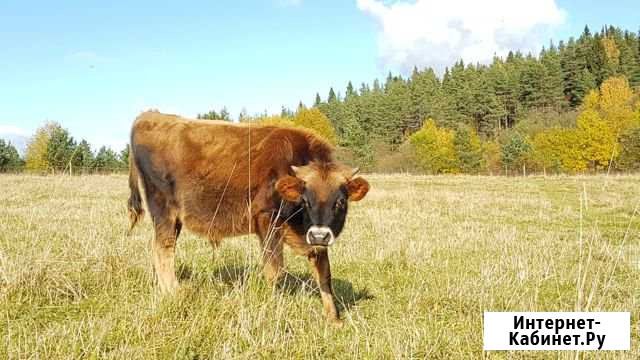 Продам бычка Лахденпохья - изображение 1