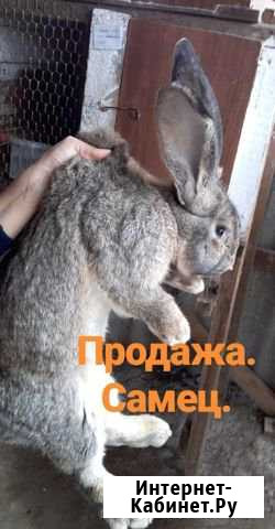 Самец Ризен Обмен самцами Баксаненок - изображение 1