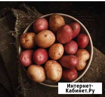 Продаётся картошка Языково - изображение 1