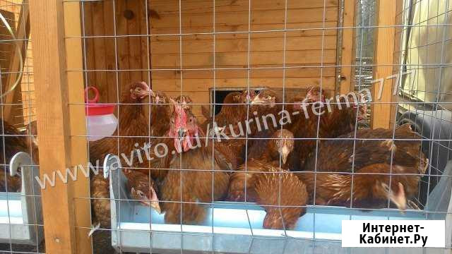 Куры молодки несушки Ломан Браун 145 дн Павловский Посад - изображение 1