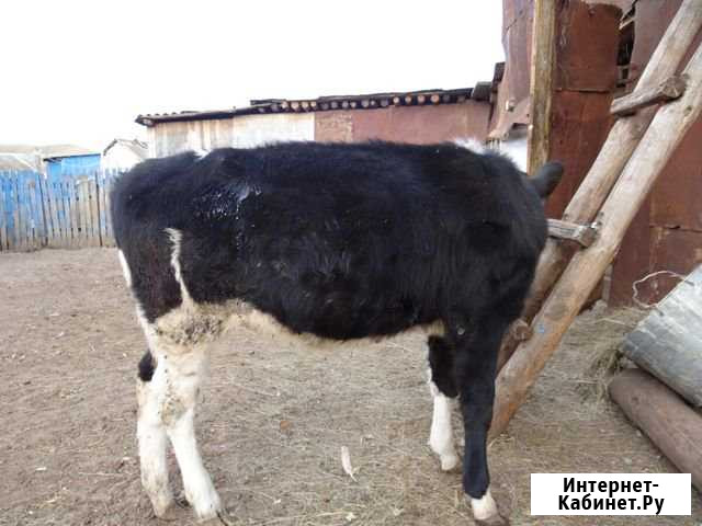Продам тёлочку Шаран - изображение 1