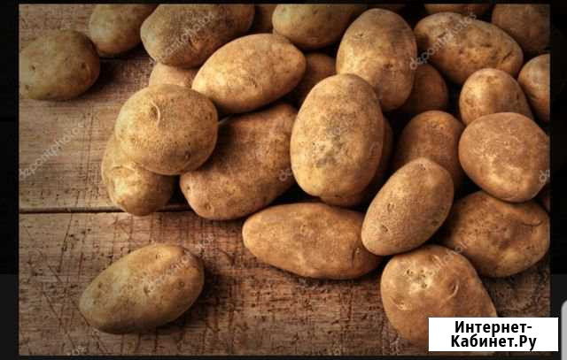 Продам крупный картофель Лотошино - изображение 1