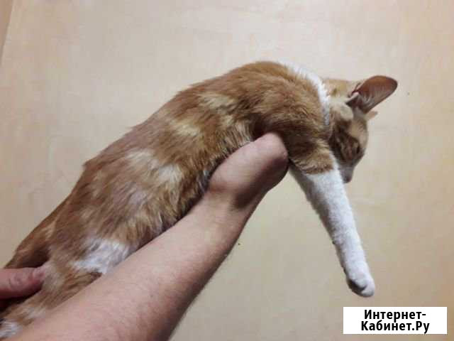 Котик мальчик подросток Курганинск - изображение 1