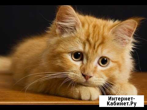 Домашняя передержка животных, зооняня Санкт-Петербург - изображение 1