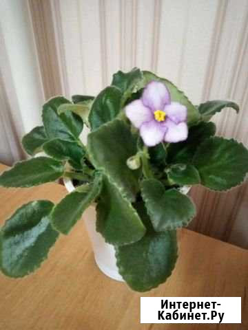 Фиалка Великий Новгород - изображение 1