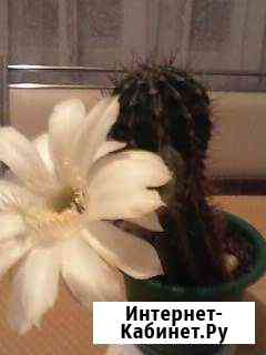 Кактус Нижний Новгород