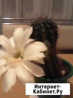 Кактус Нижний Новгород - изображение 1