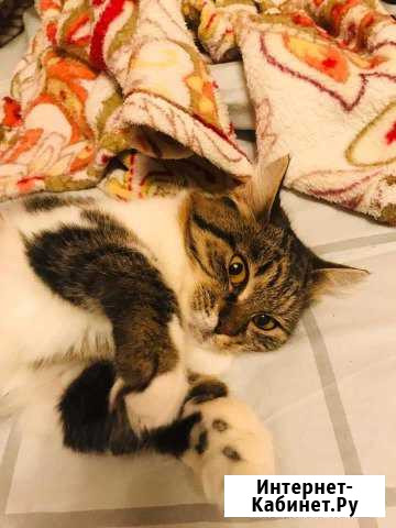 Котик Сочи - изображение 1