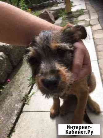 Отдам щенка в хорошие руки Калининград