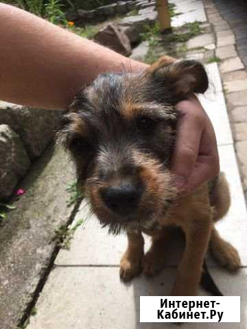 Отдам щенка в хорошие руки Калининград - изображение 1