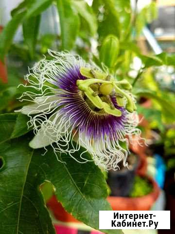 Маракуйя (passiflora edulis) Старый Оскол - изображение 1