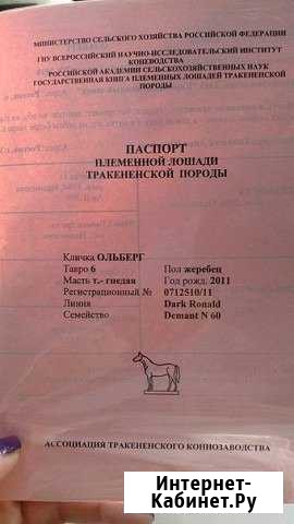 Тракененский жеребец на продажу Екатеринбург - изображение 1