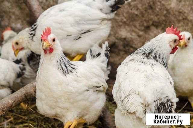 Продам кур несушек 28 штук Краснодар - изображение 1