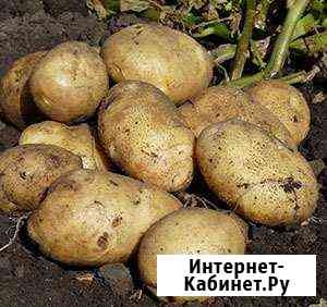 Картофель Бийск