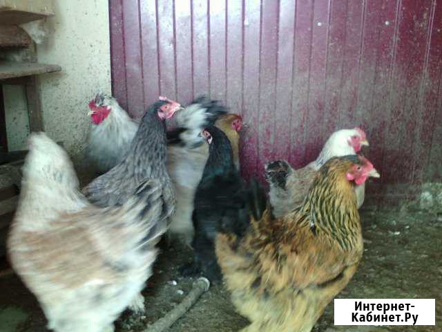 Продам птицу. Живой вес/тушки Старый Оскол - изображение 1