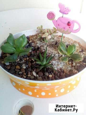 Композиция из суккулентов Нижний Новгород - изображение 1