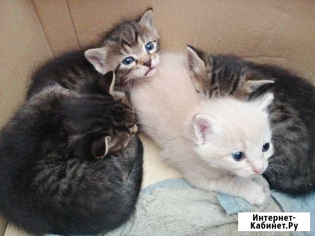 Котята Майкоп - изображение 1