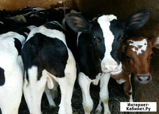 Продам телят. Бычки и тёлочки Ракитное - изображение 1