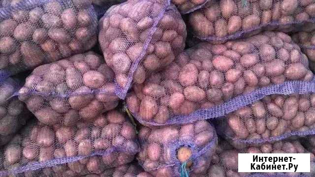 Картофель Выездное - изображение 1
