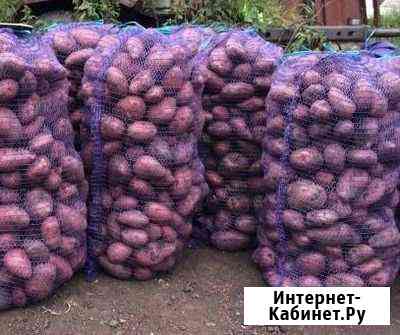 Картофель доставка, капуста, свёкла, морковь, лук Барнаул