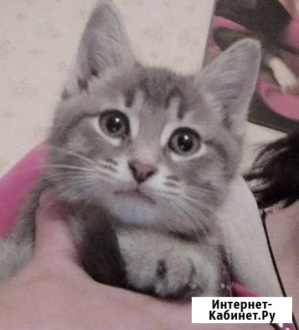 Толстунчик Васенька Нижний Новгород - изображение 1
