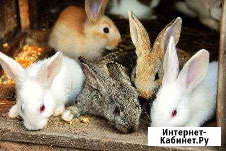 Крольчатина Бор