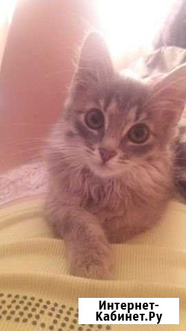 Отдам котенка (девочка, 4-5 мес.) в добрые руки. Л Альметьевск - изображение 1