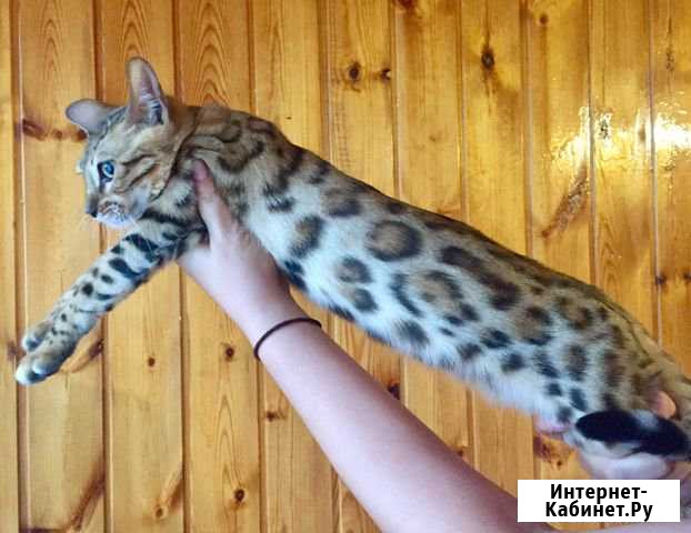 Золотая бенгальская девочка Новороссийск - изображение 1