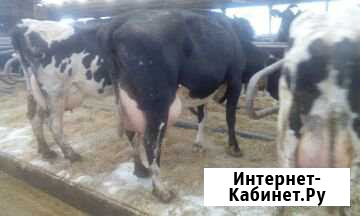 Корова дойная Навля - изображение 1