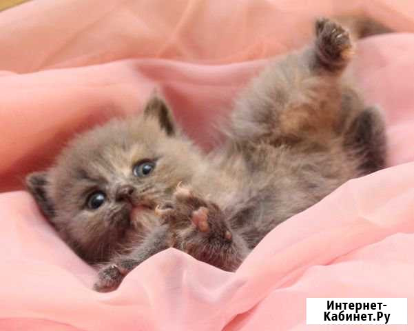 Девочки Британочки Мурманск - изображение 1