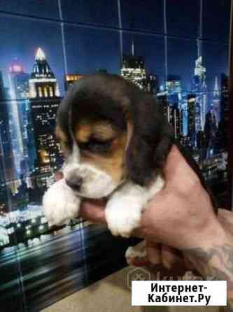 Биглята Санкт-Петербург