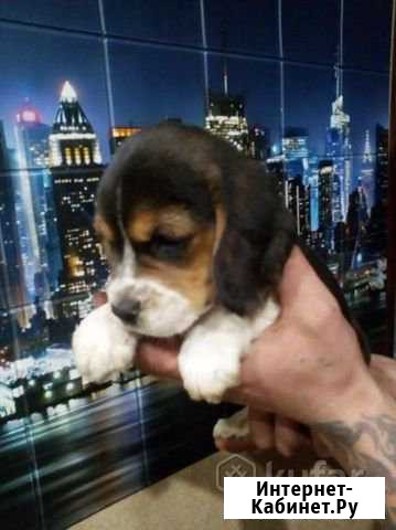 Биглята Санкт-Петербург - изображение 1