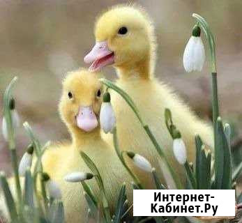 Птица оптом Шебекино - изображение 1