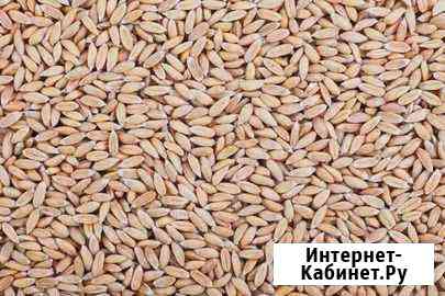 Зерно некондиционное Грязи