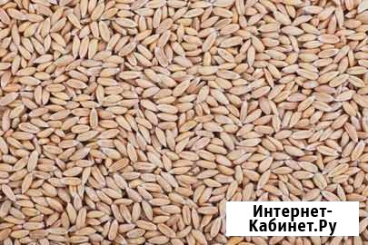 Зерно некондиционное Грязи - изображение 1
