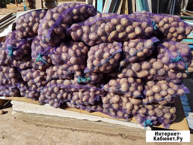 Картофель Нижнекамск - изображение 1