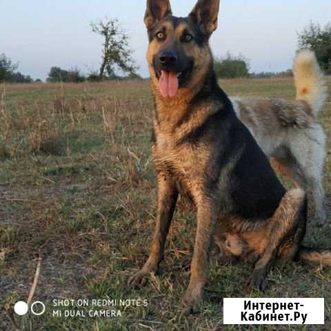 Продаю овчарку 10 месяцев Кизляр - изображение 1