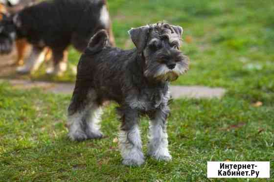 Цвергшнауцер Нижний Новгород