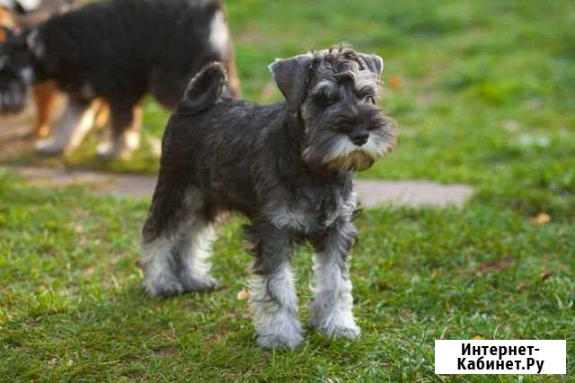 Цвергшнауцер Нижний Новгород - изображение 1