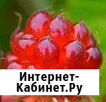 Княженика Швеции, 10 настоящих сортов. Доставка Р Москва - изображение 1