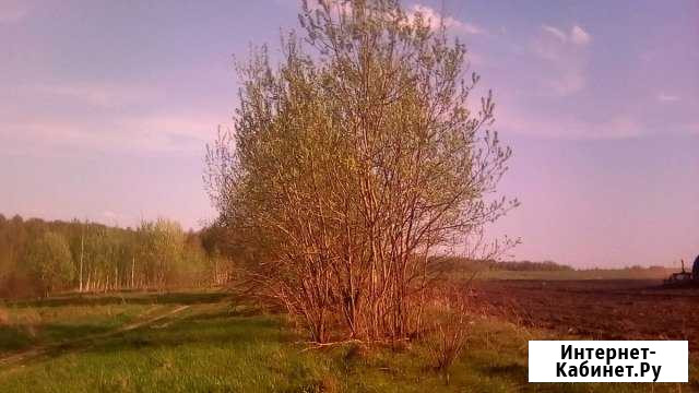 Участок 36 сот. (ИЖС) Ржаница - изображение 1