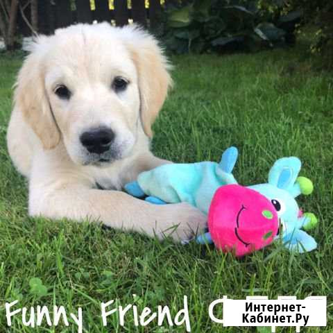 Отличный щенок золотистого ретривера Санкт-Петербург - изображение 1