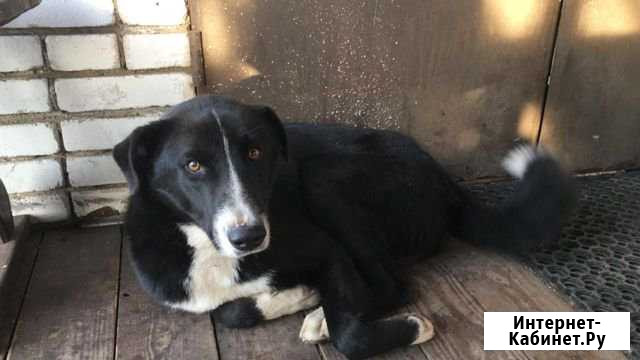 Отдам в добрые руки щенка метис лабрадора и лайки Руза - изображение 1